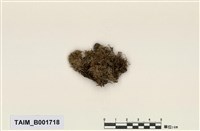 藏品(刺毛細指蘚)的圖片